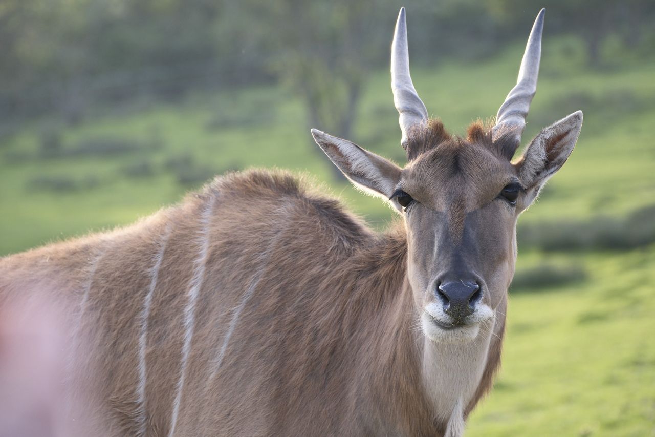Wildlife photography using animal detection autofocus of the Fujifilm X-T50