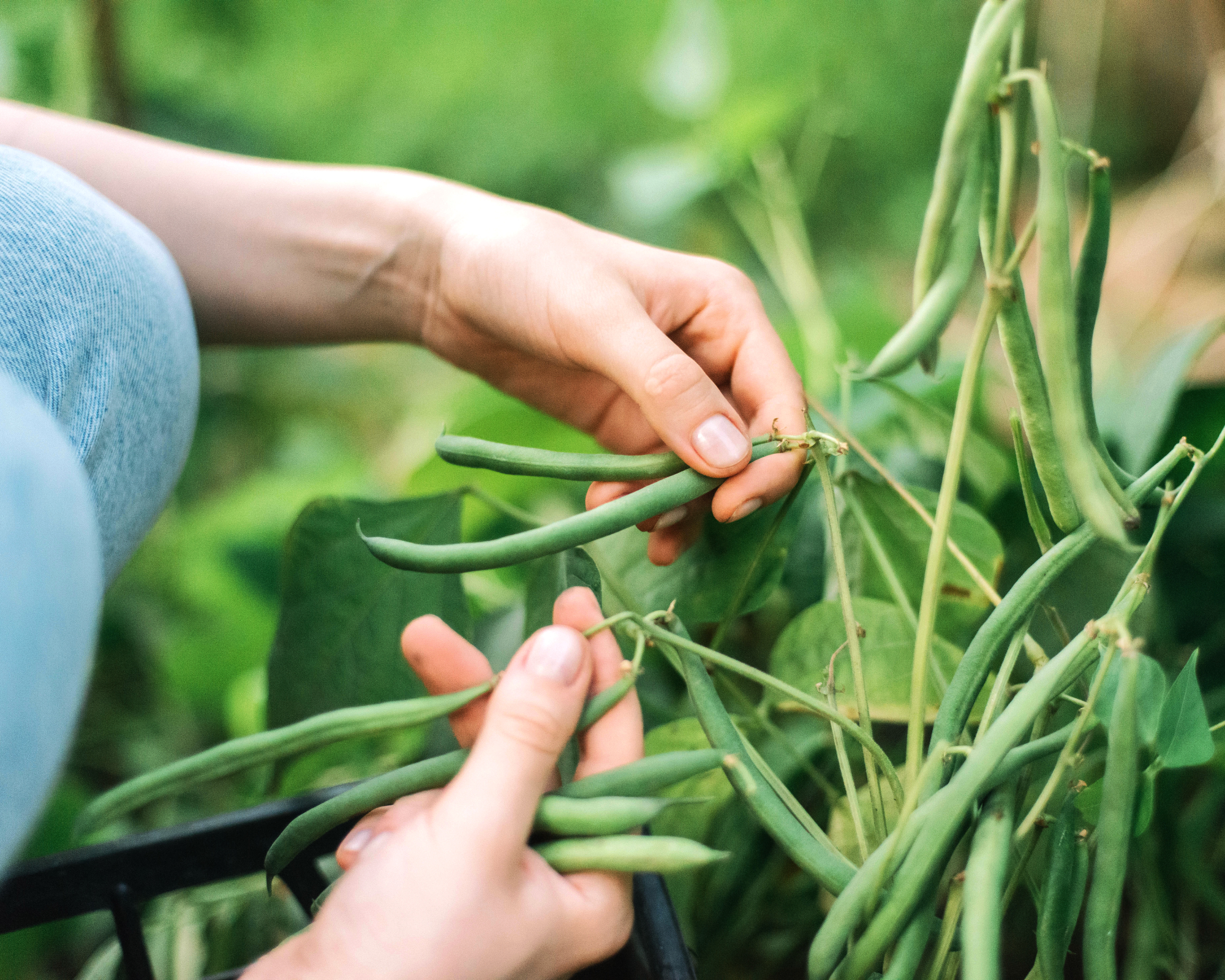 harvesting green bush beans in a vegetable patch