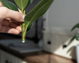 rubber plant cutting
