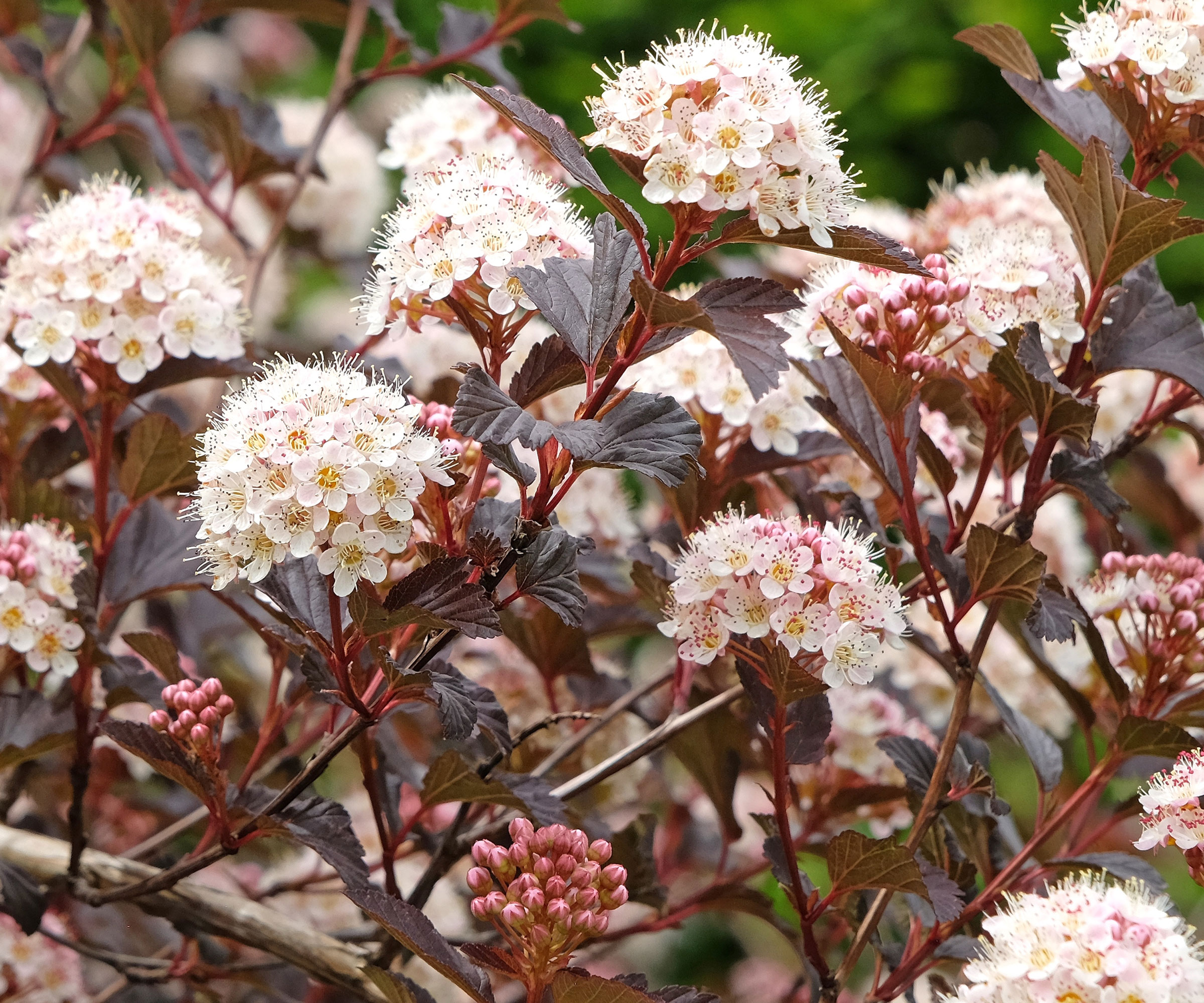 physocarpus in full bloom with pink white flowers