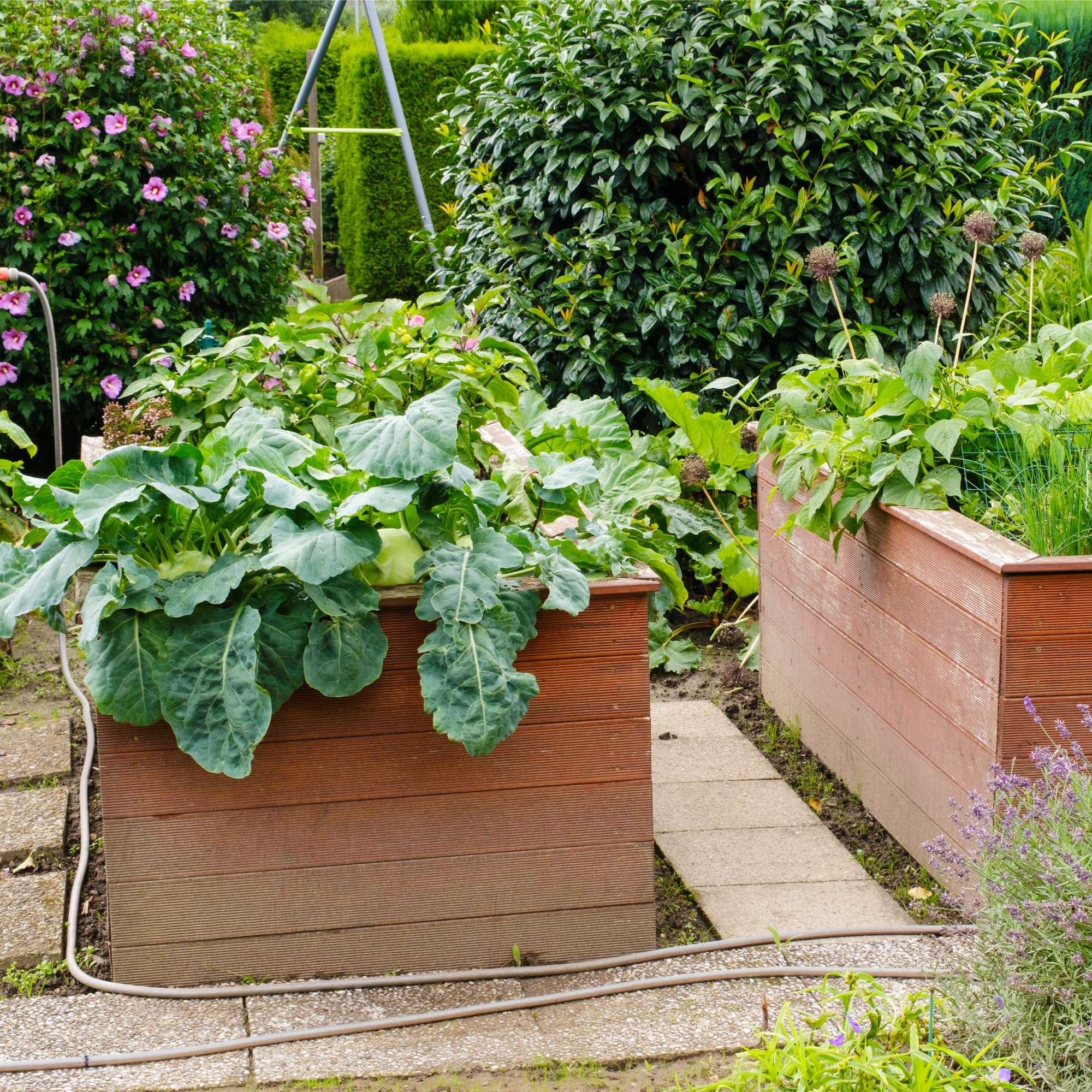 raised beds in garden