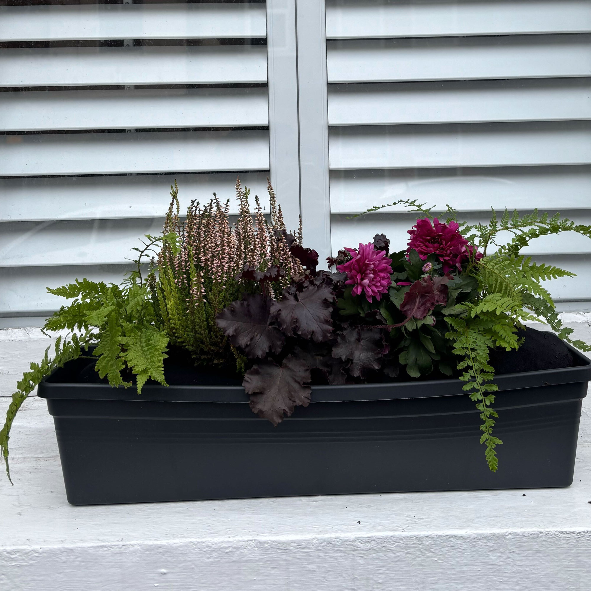 Window box with purple and green plants in