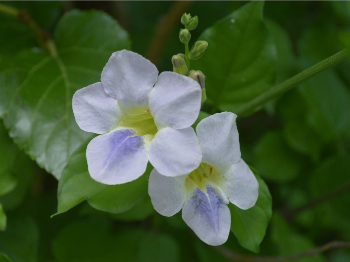 What Is Chinese Violet Weed - Tips For Eliminating Chinese Violets ...