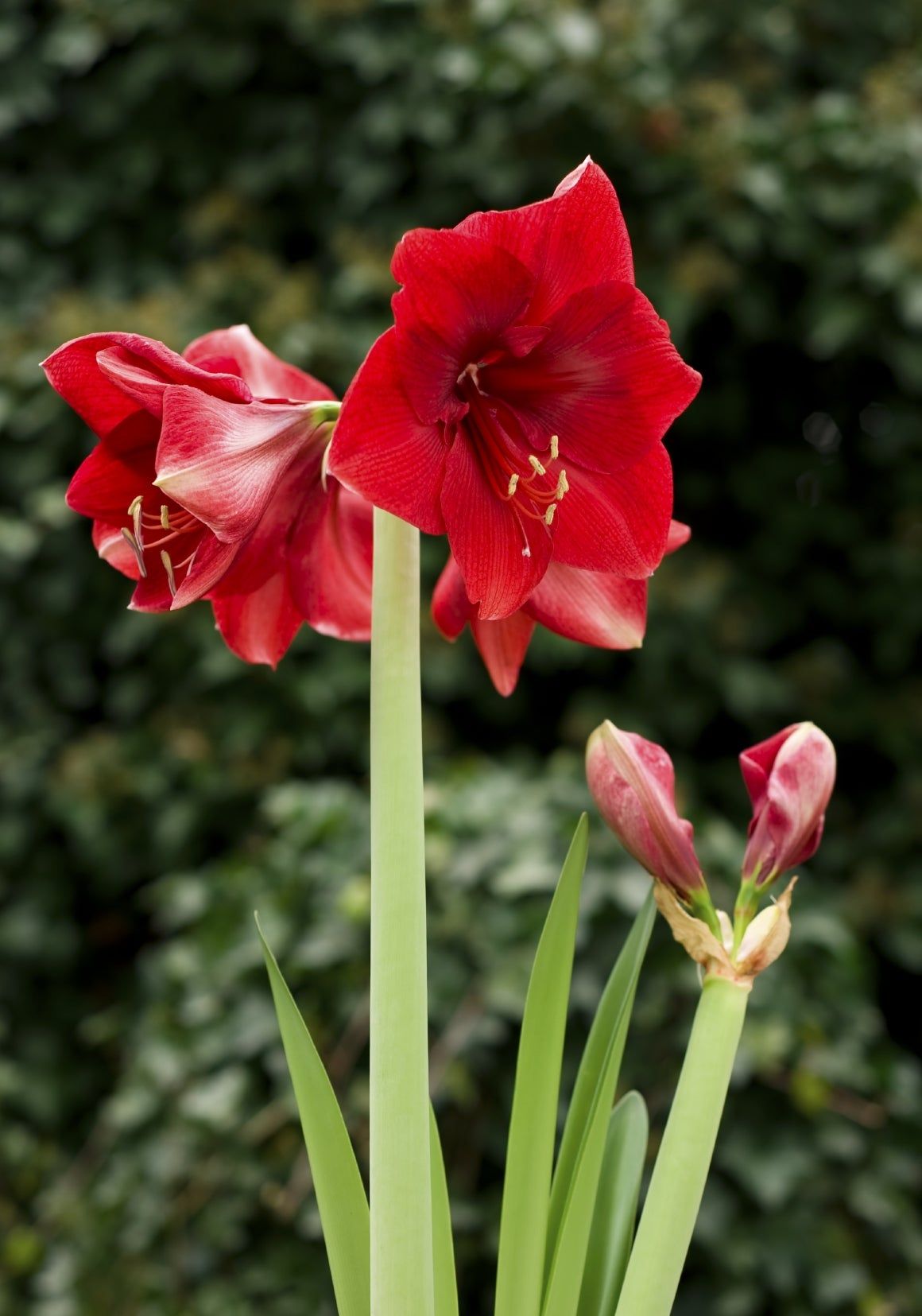 Red Amaryllis Flower