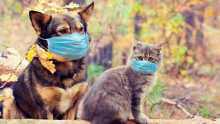 Dog and cat outside wearing blue face masks