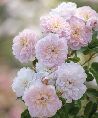 pink blooms of Elizabeth rose from David Austin Roses
