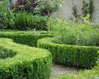 low hedges in a neatly tended garden