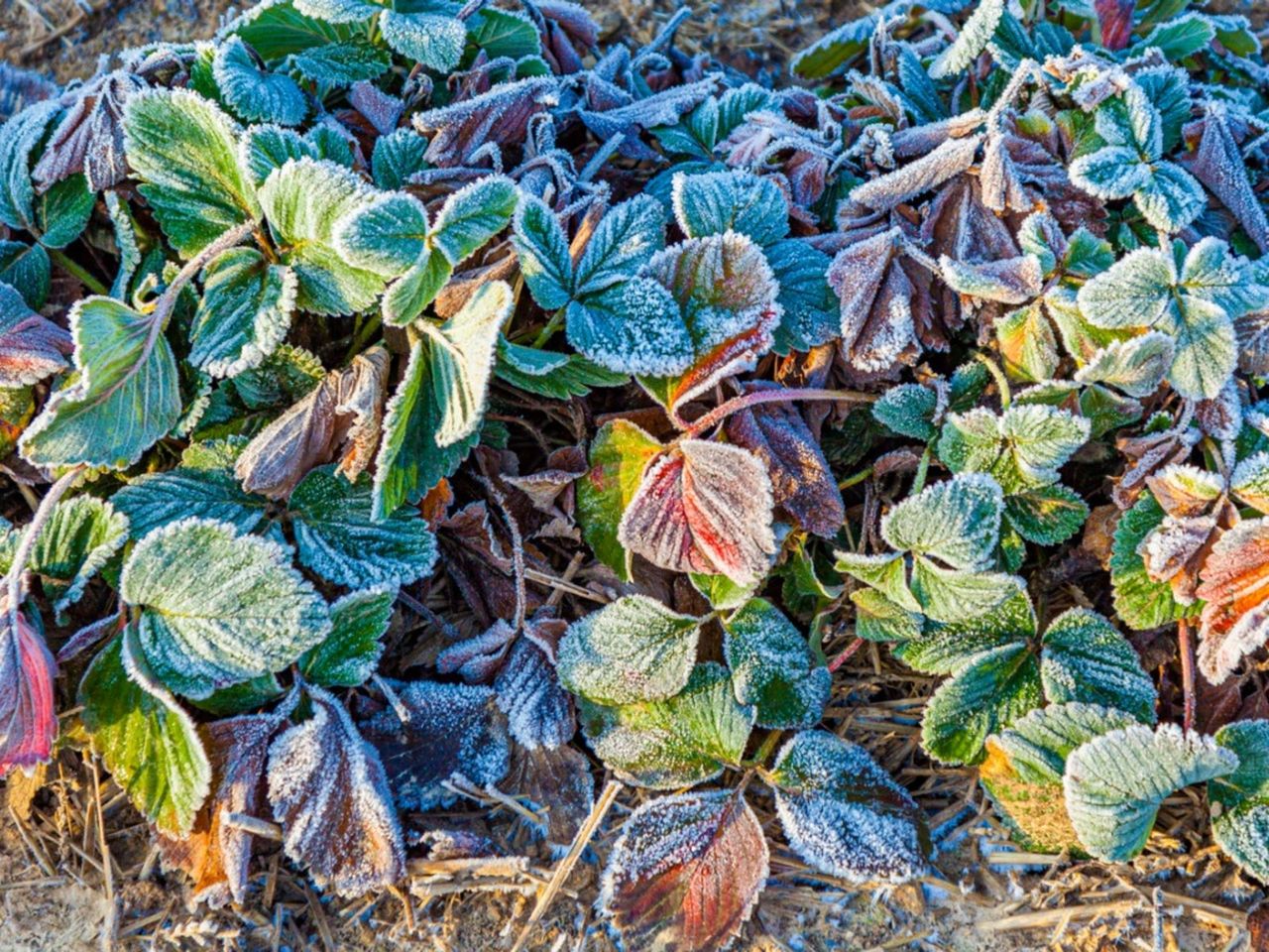 Frosted Strawberry Plant Leaves