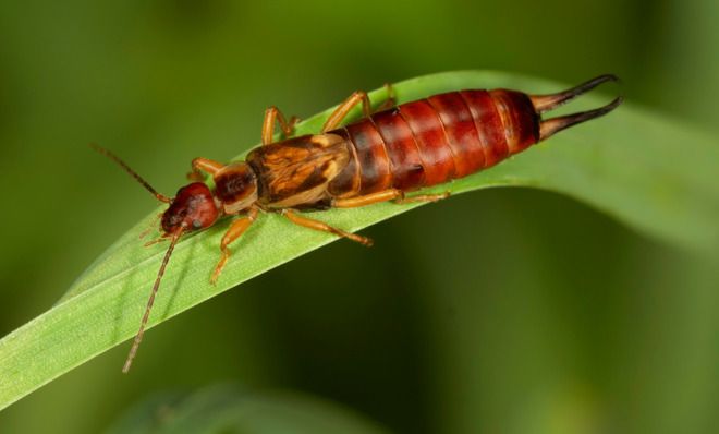 Earwig