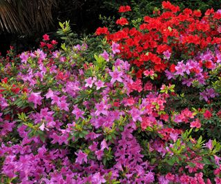 azalea bushes in a garden