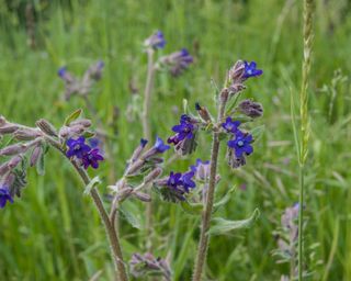 Green Alkanet purple flowers