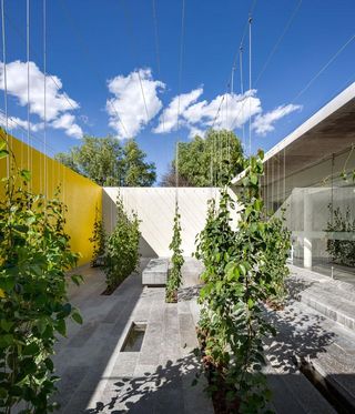 Planting in outside courtyard with yellow and white walls