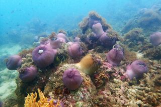 The sea anemone Heteractis magnifica.