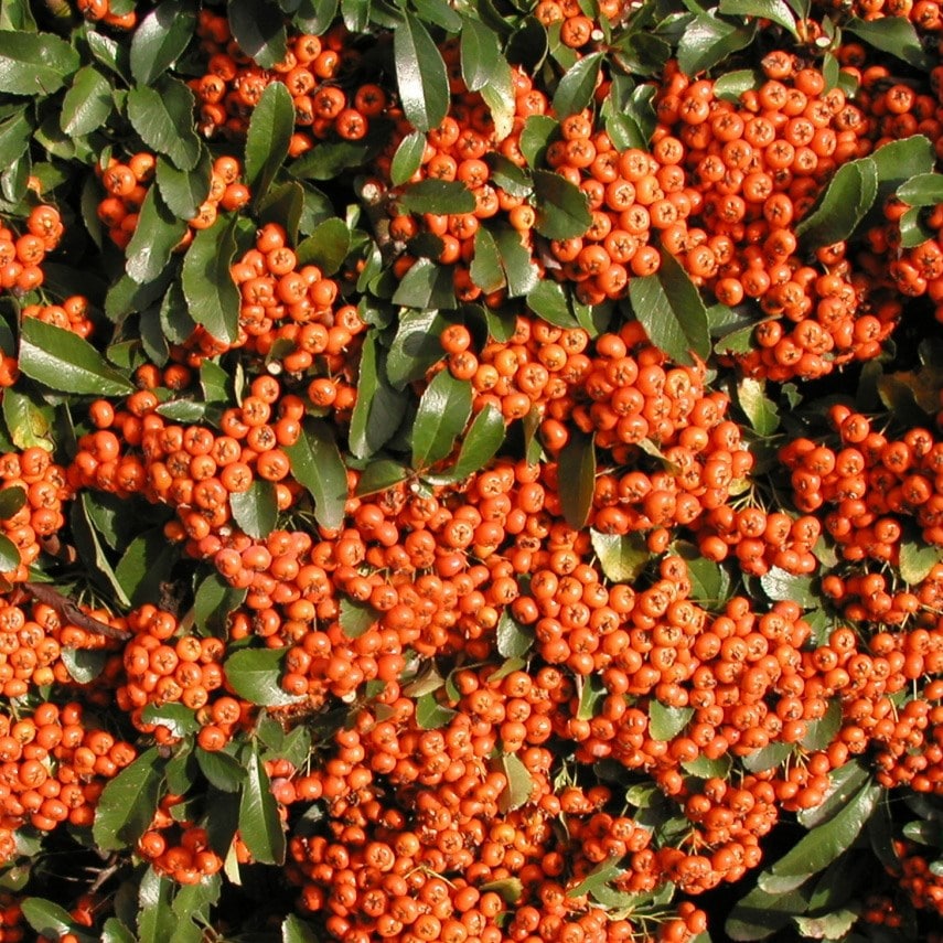 Pyracantha Saphyr Orange ('cadange')