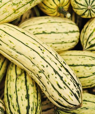 Harvested delicata squash