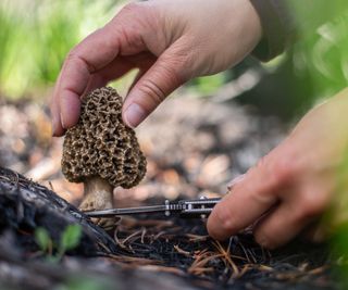 Hands cutting a morel mushroom from the ground with a knife