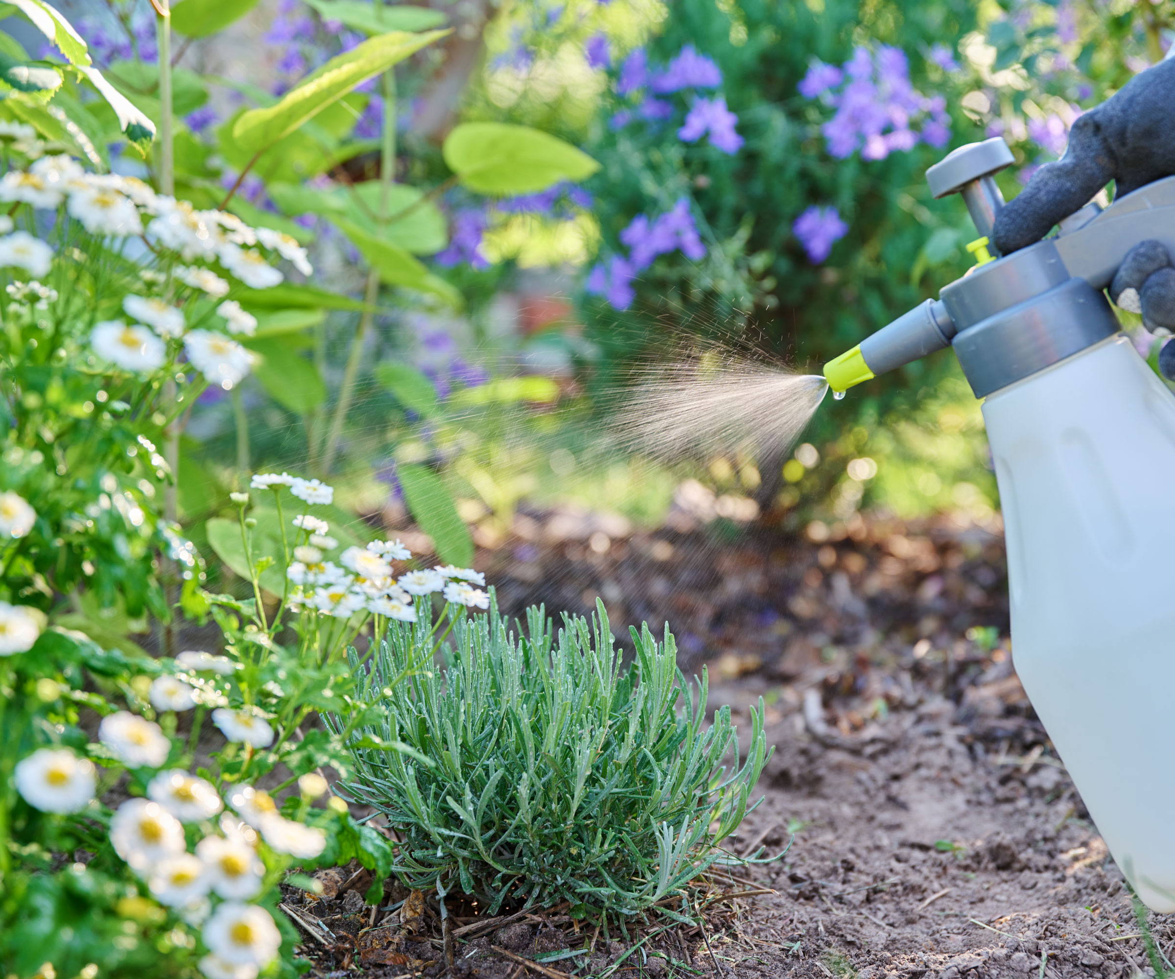 spraying lavender plant in garden