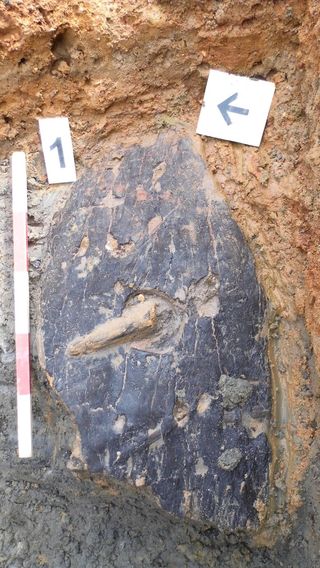 University of Leicester archaeologists discovered the Iron Age bark shield at the bottom of a watering hole.