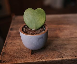 Hoya plant in grey pot on wooden table