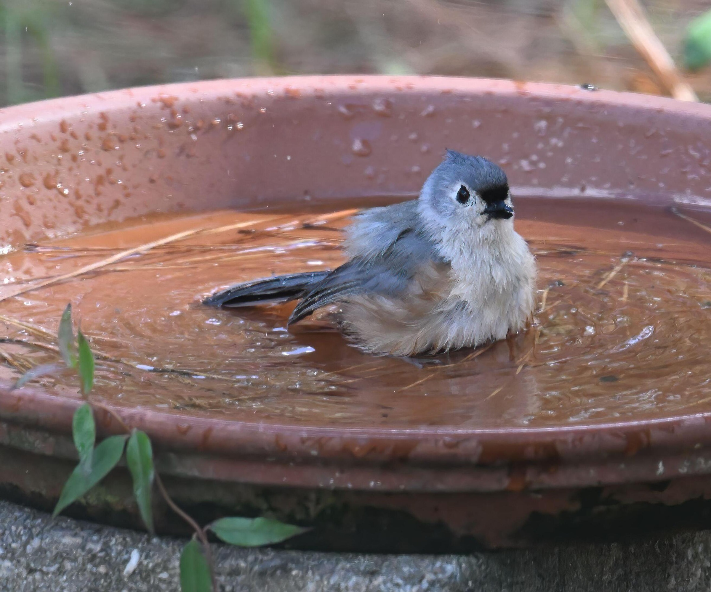 A tufted titmouse in a shallow bird bath
