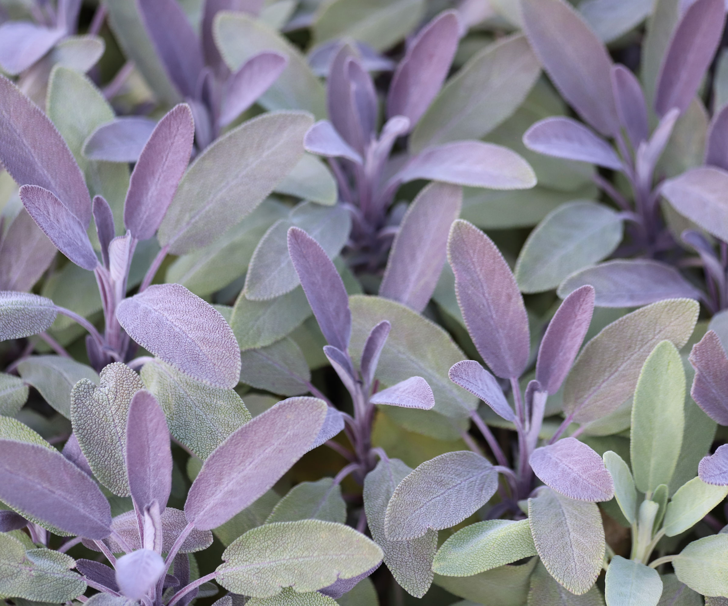 purple sage plants showing purple foliage