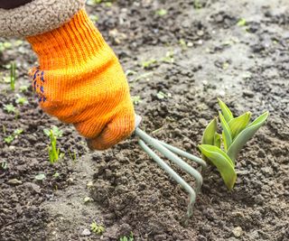 A gloved hand uses a handheld weeder in the soil