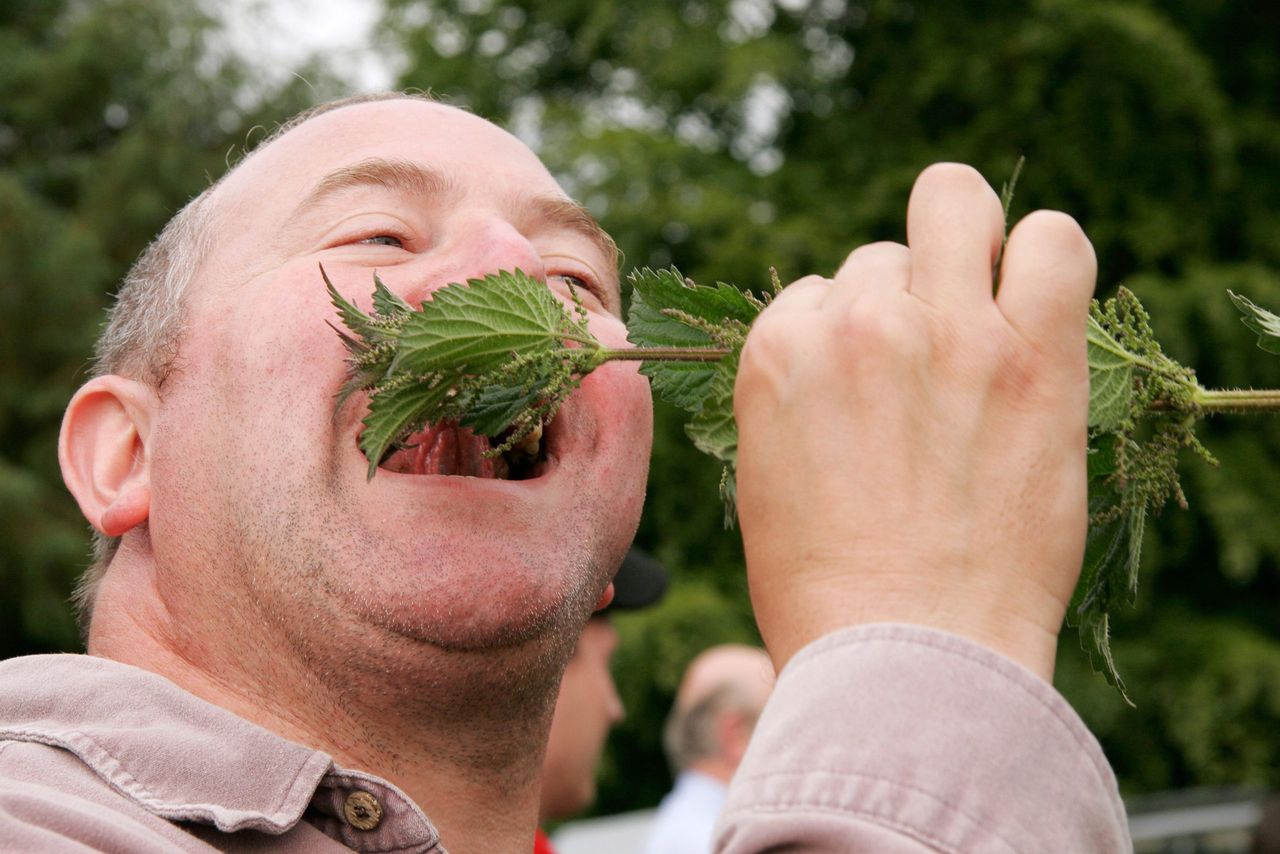 No annual event in England is more quirky than the annual World Stinging Nettle Eating Championship, held at the Bottle Inn pub, in Marshwood, Dorset.