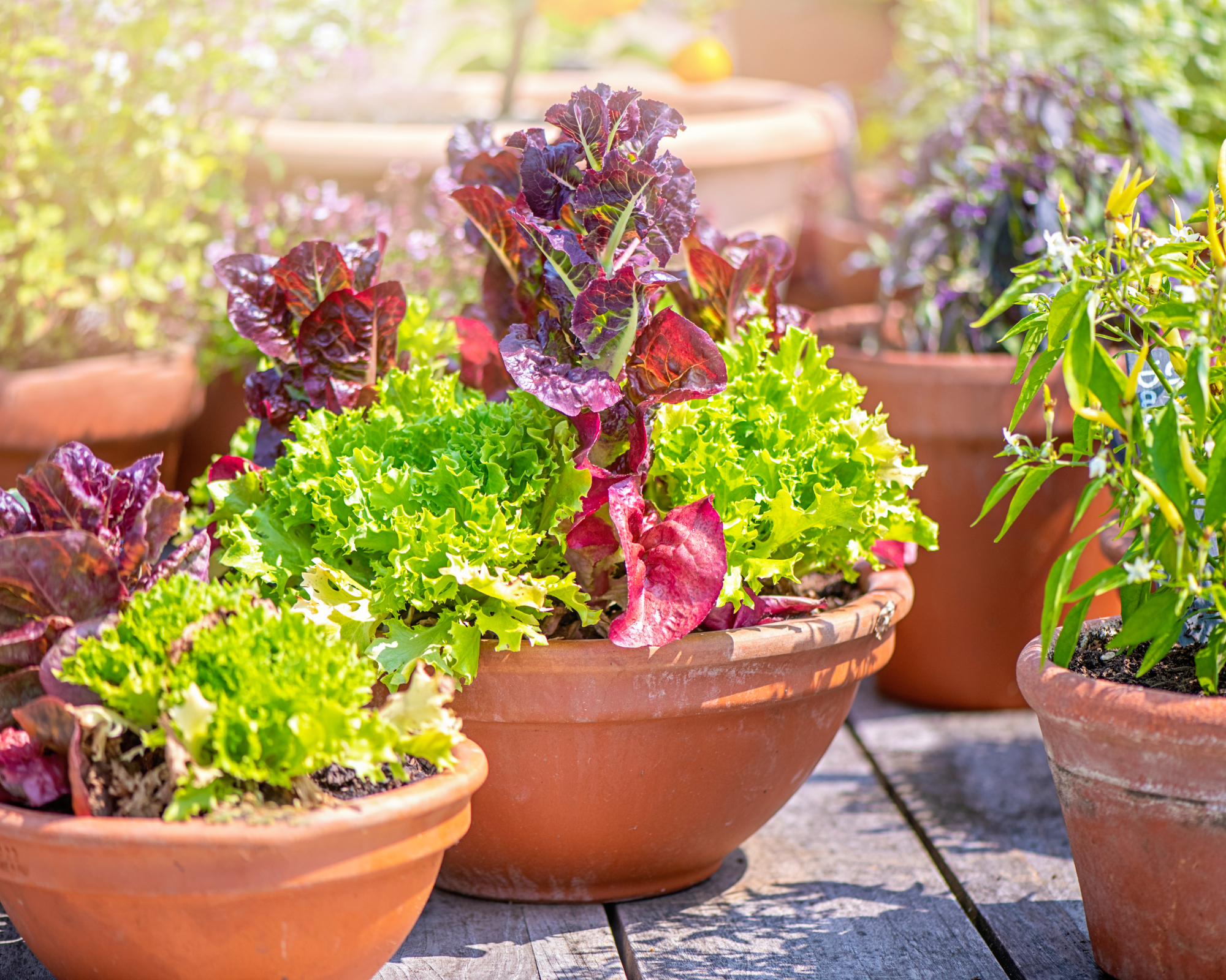 Vegetable container garden combination with lettuce