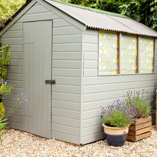 Grey shed on gravel patio area in garden surrounded by potted lavender plants