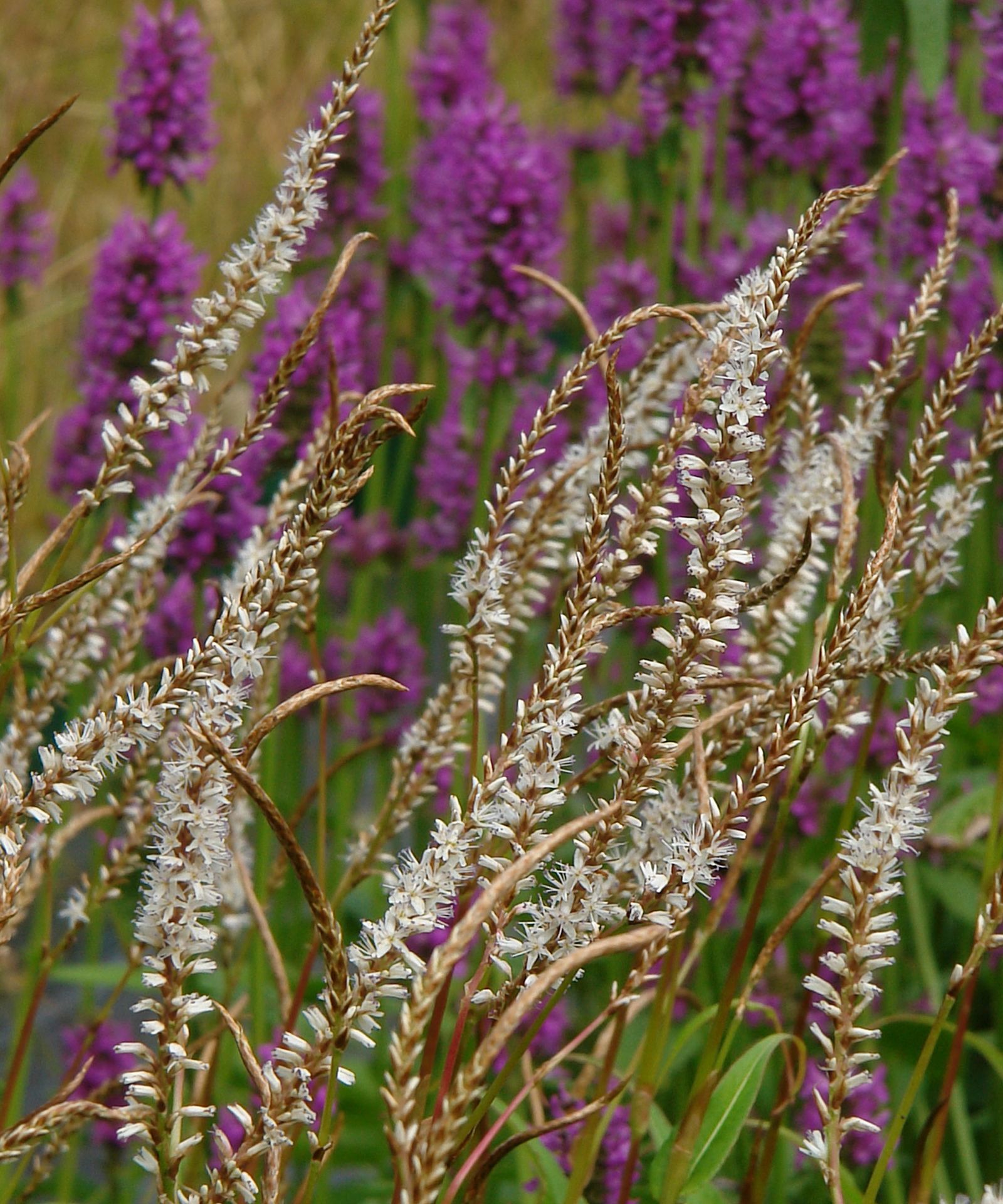 Persicaria varieties: 16 stunning varieties to grow | Gardeningetc