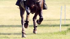FEI rules revision: the first draft of rules for 2023 have been published.