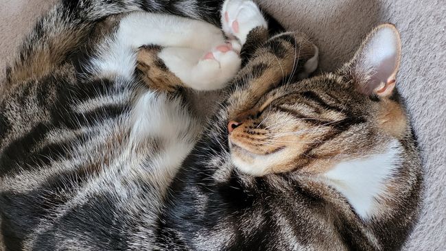 32 Of The Most Common Illness In Cats | PetsRadar