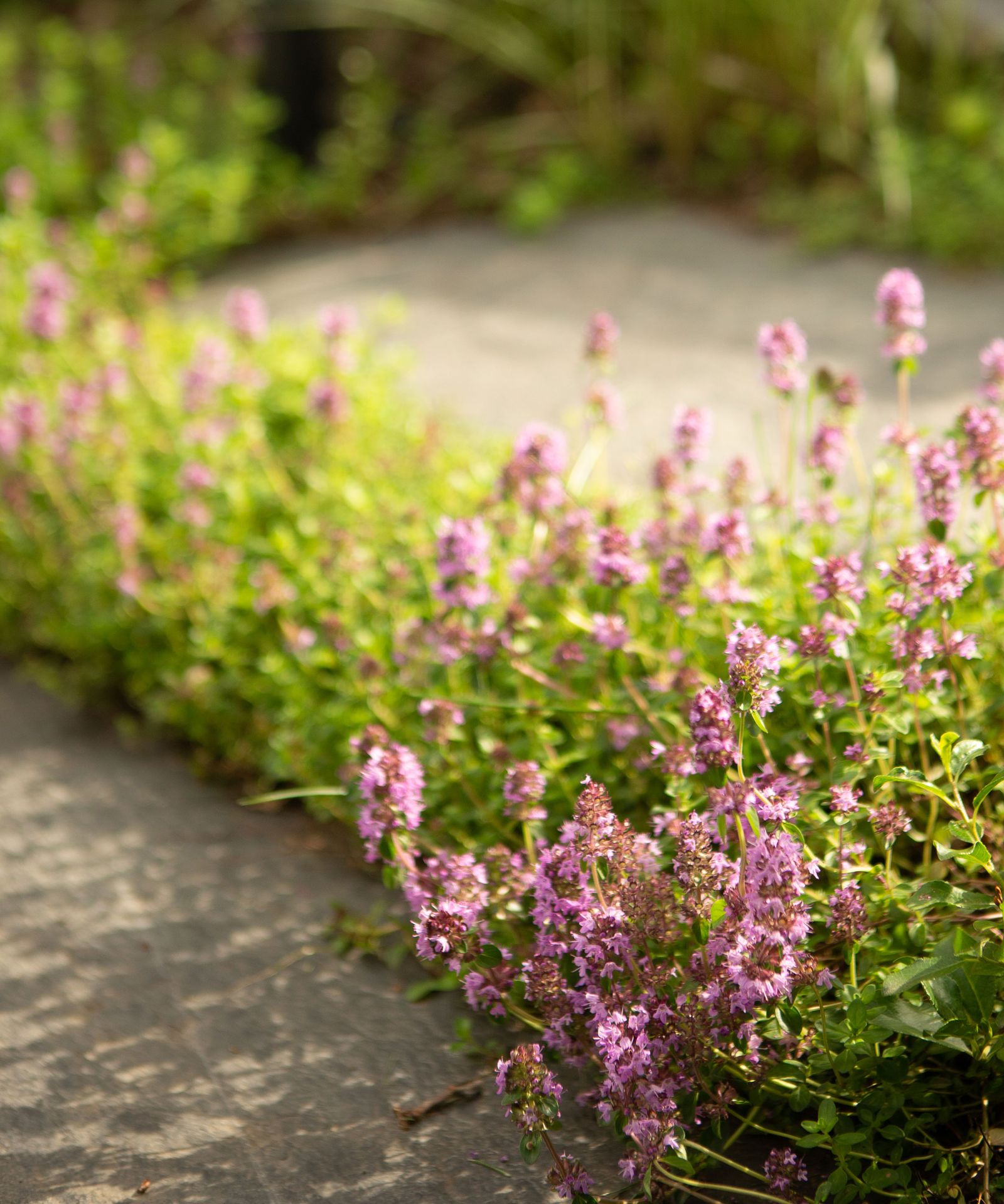 5 Best Plants for Gravel Paths to add Greenery to a Walkway Livingetc
