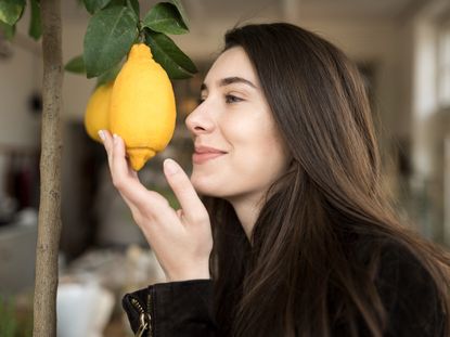 A smiling woman smells a lemon growing on a tree