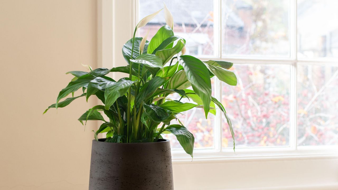 peace lily in a black plant pot by a window