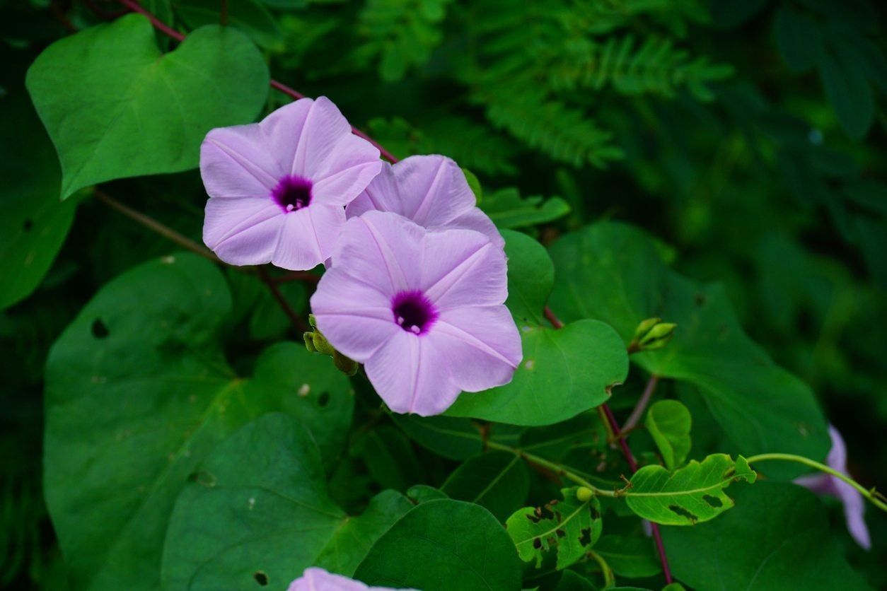 Purple Flowered Ground Cover Plants