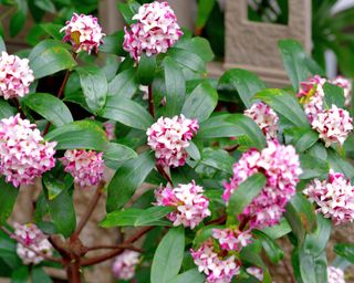 Pink flowers daphne plant