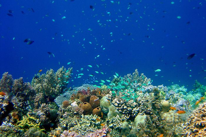 reefs cape in the Philippines