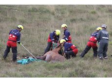 horse-2.jpg