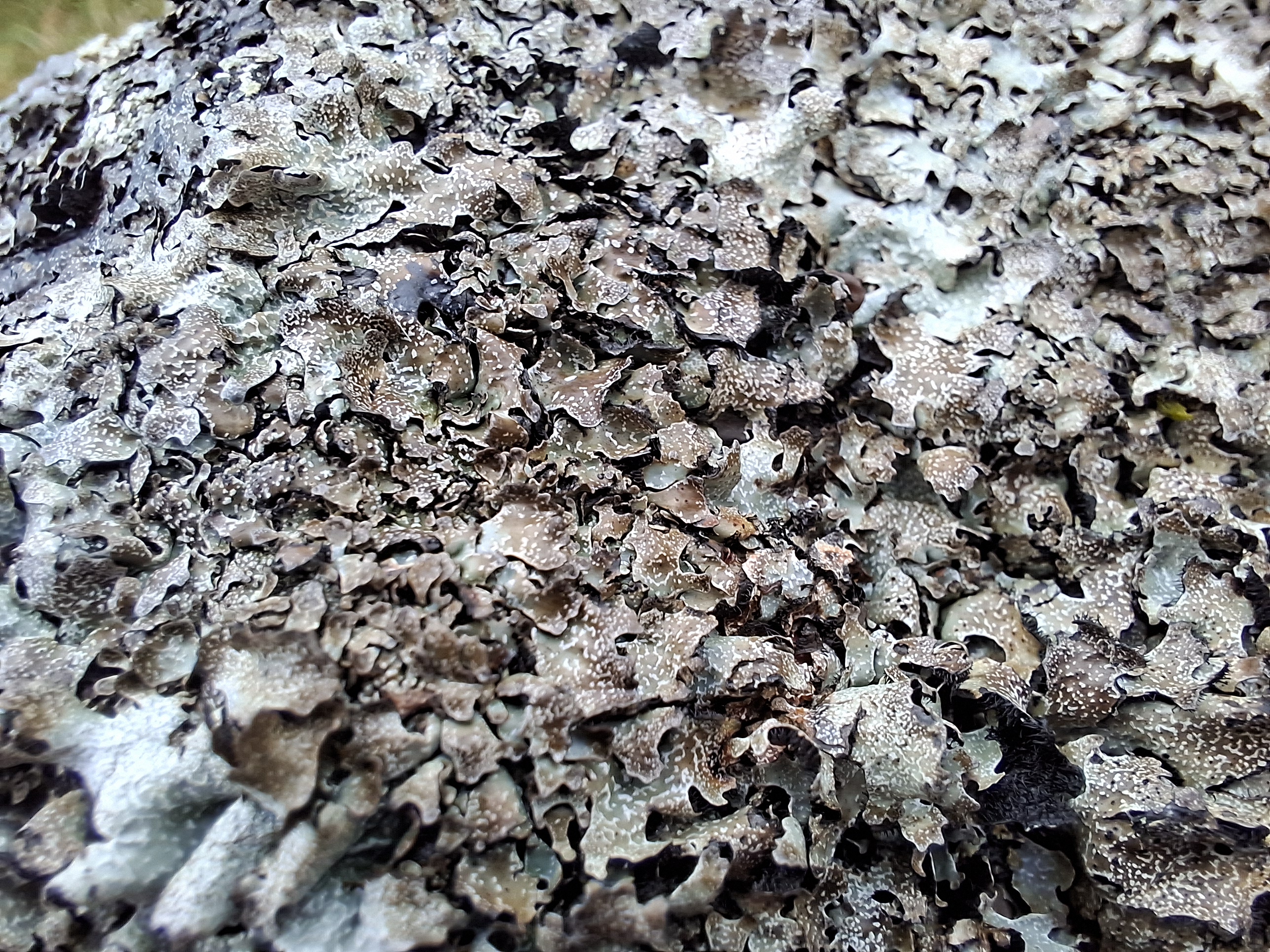 A photo taken on the Samsung Galaxy A57 showing a macro shot of a log.