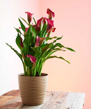potted pink calla lily with pink background