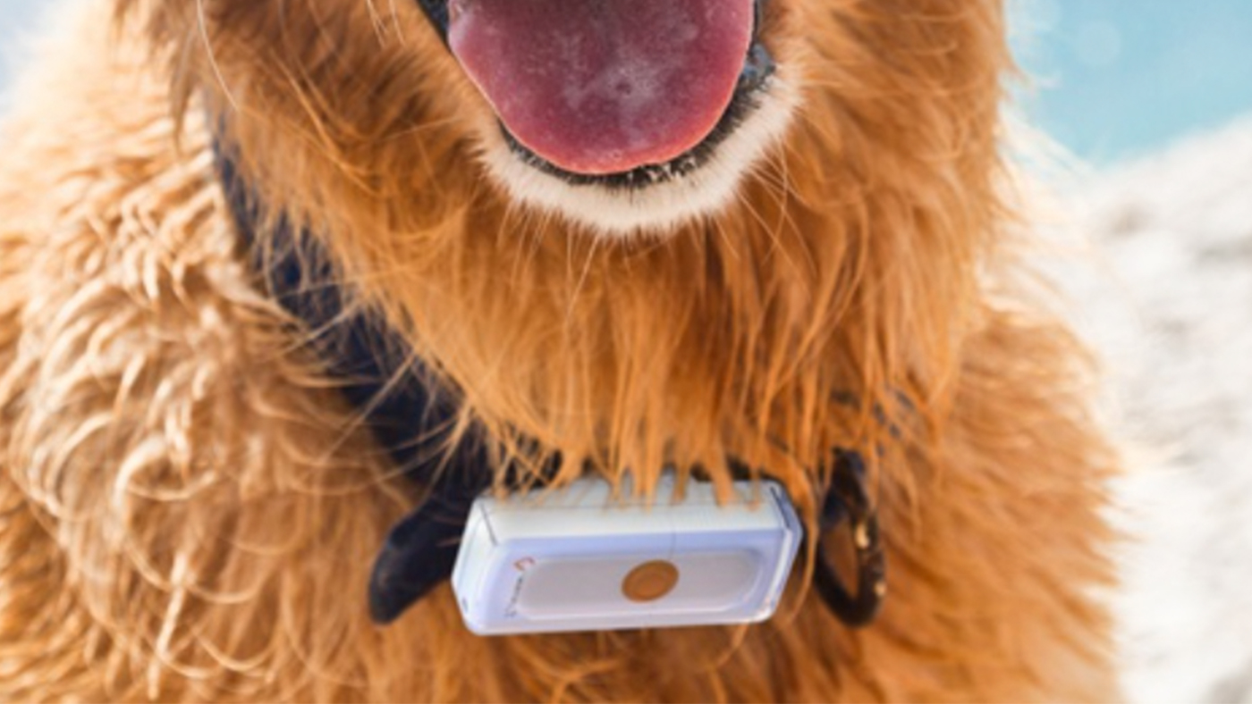 Weenect GPS tracker for dogs