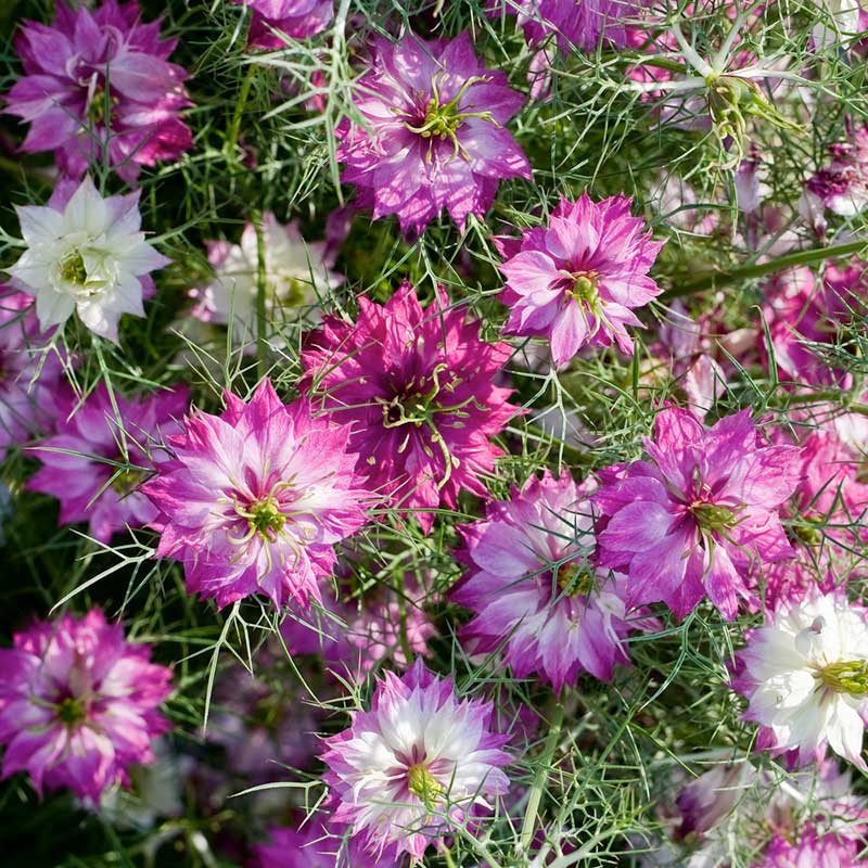 Love in a Mist Seeds - Mulberry Rose