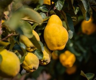 Ripe yellow quinces on a quince tree