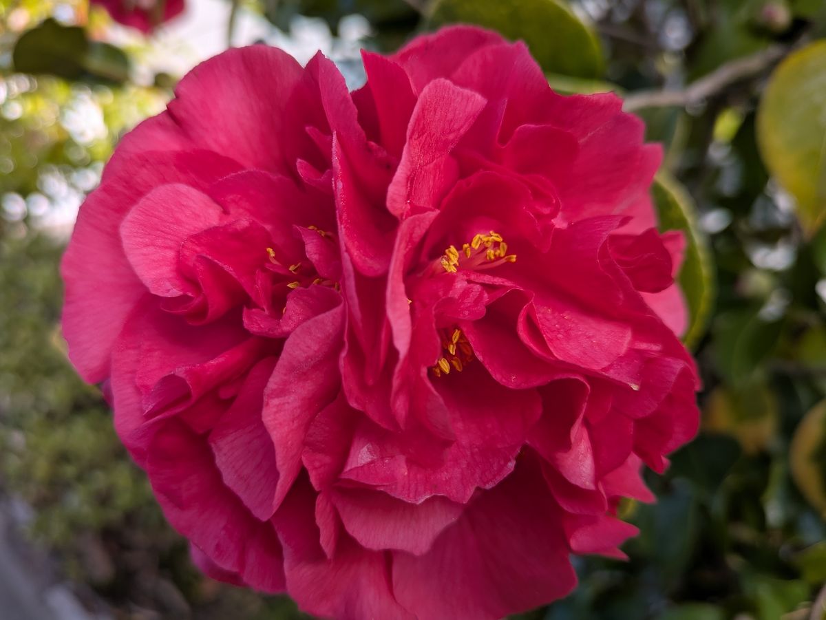 Photo of a camellia shot by a Pixel 8a
