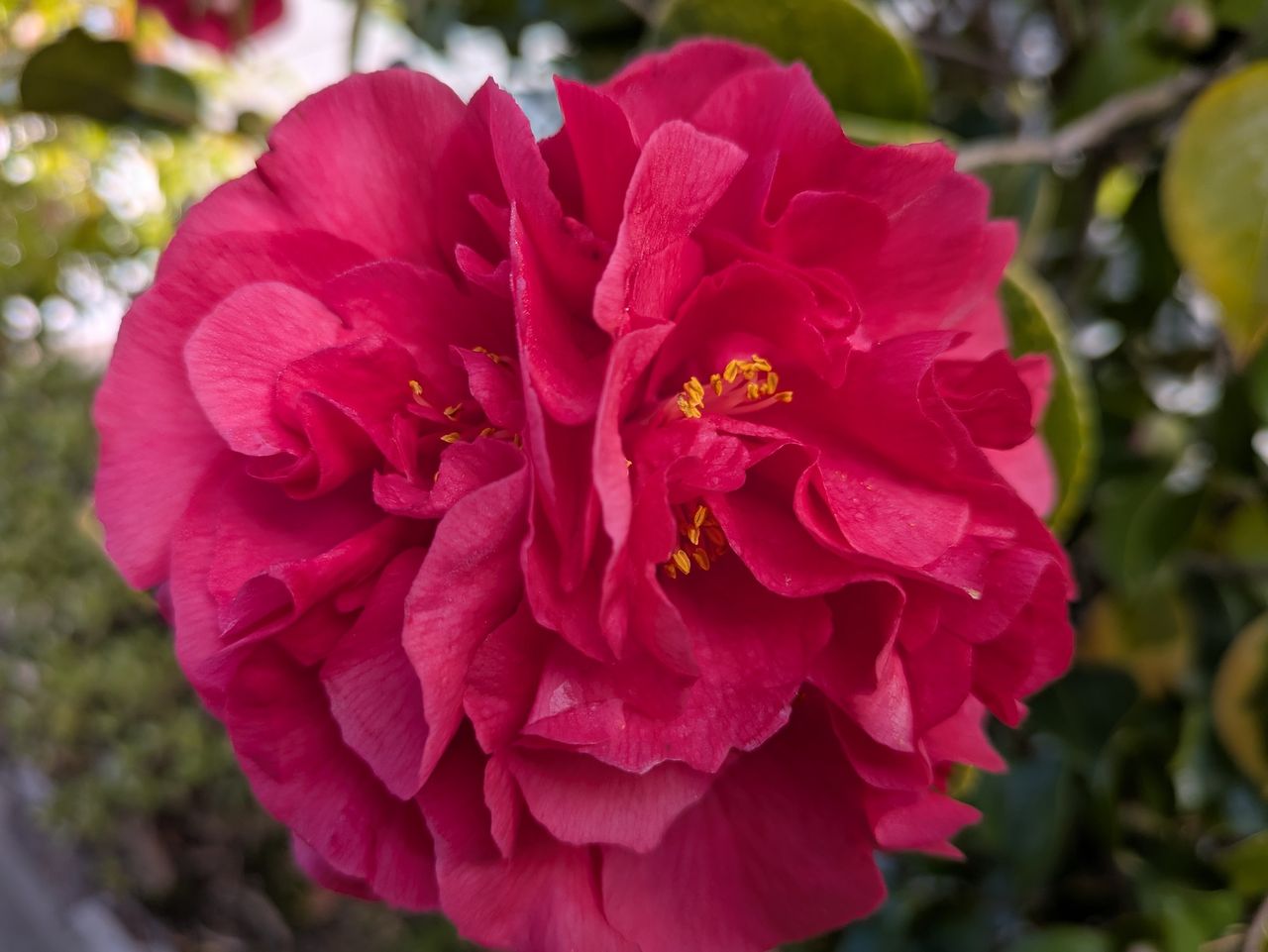 Photo of a camellia shot by a Pixel 8a