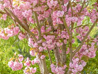 Prunus 'Kanzan' cherry tree with pink blossom