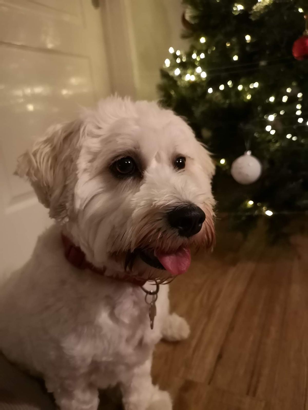 Christmas prompt images dog by the tree