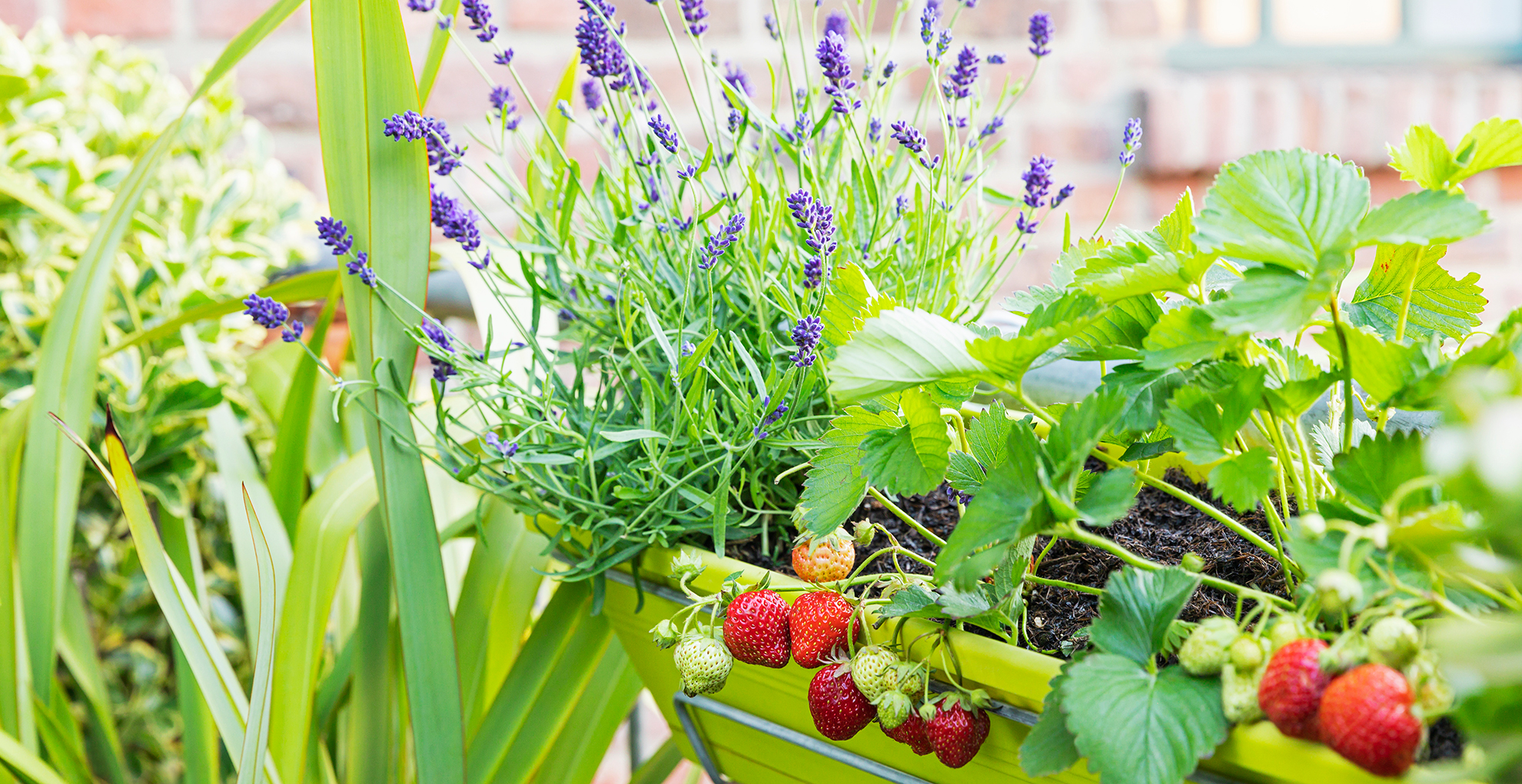 A balcony window box with lavender and strawberries growing in the sunshine