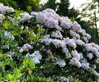 Pink and white blooms of a mountain laurel in flower